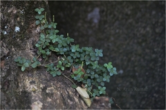 Peperomia tetraphylla